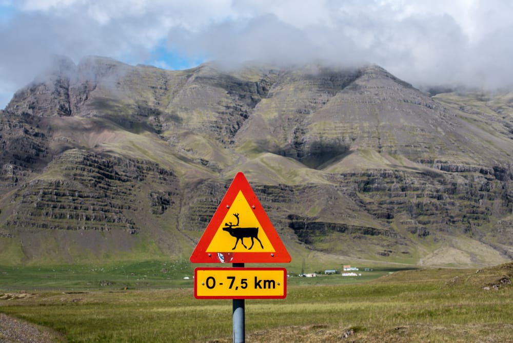 Top Iceland Car Rental Reindeer,On,The,Road,Warning,Sign.,Iceland