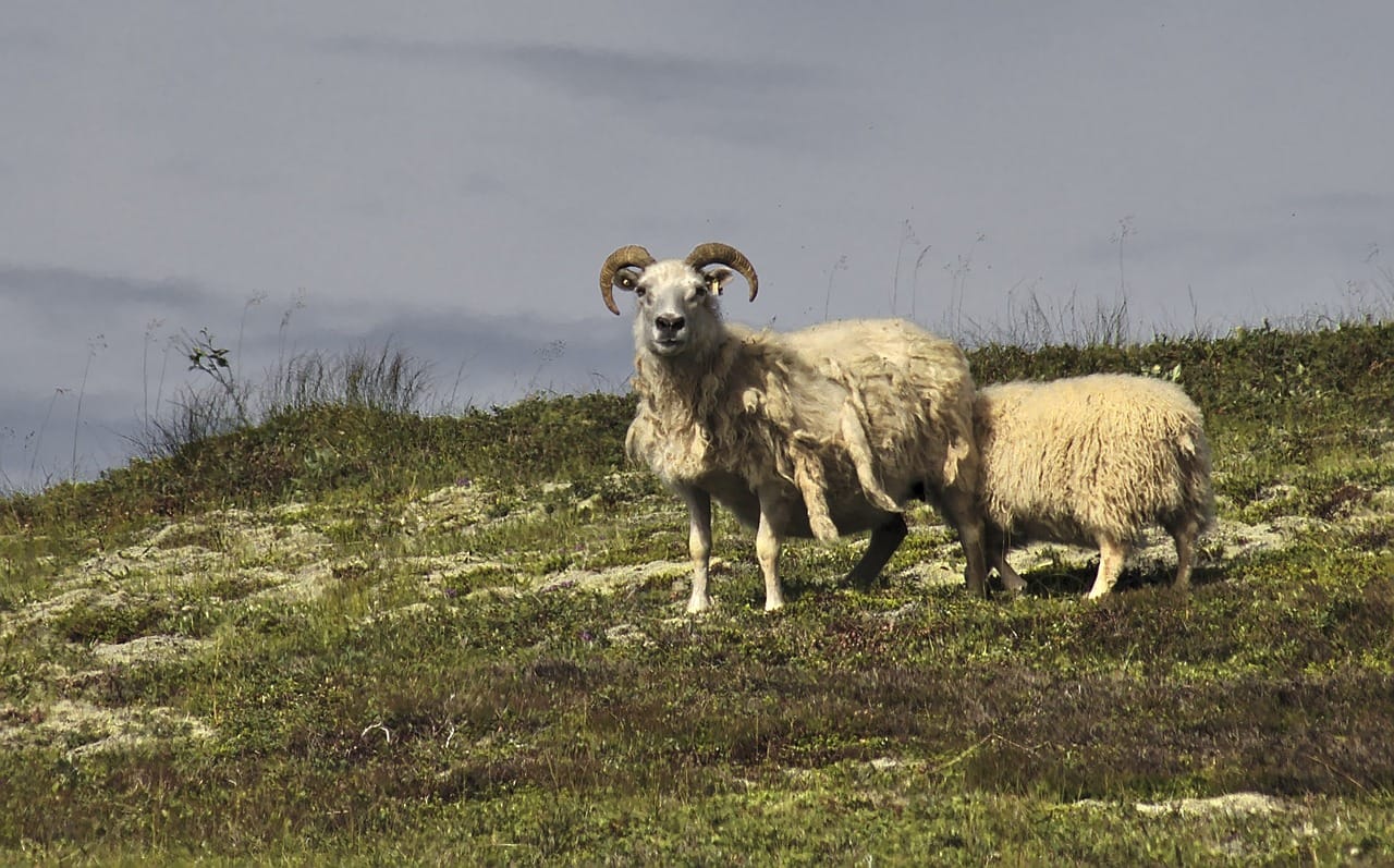 Top Iceland Car Rental Beware for Animals on Icelandic Roads: Stay Safe While Driving in Iceland with These Road Safety Tips